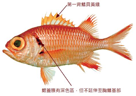 鐵甲 魚|紅鋸鱗魚